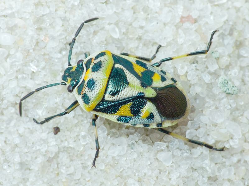 Eurydema (Eurydema) ornata (Linnaeus, 1758)